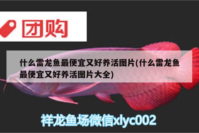 什么雷龍魚最便宜又好養(yǎng)活圖片(什么雷龍魚最便宜又好養(yǎng)活圖片大全) 巨骨舌魚