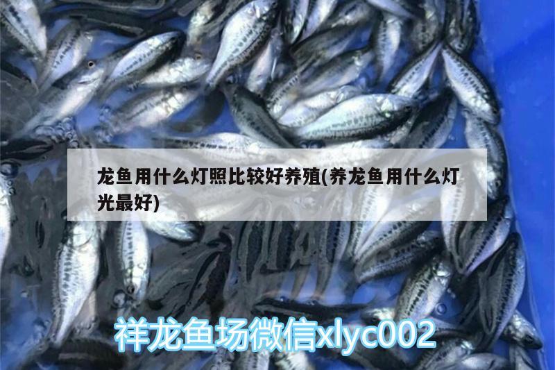 龍魚(yú)用什么燈照比較好養(yǎng)殖(養(yǎng)龍魚(yú)用什么燈光最好)