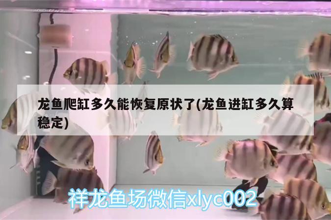 龍魚爬缸多久能恢復(fù)原狀了(龍魚進缸多久算穩(wěn)定)