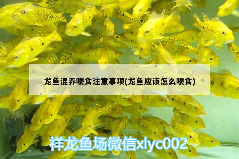 龍魚混養(yǎng)喂食注意事項(xiàng)(龍魚應(yīng)該怎么喂食)