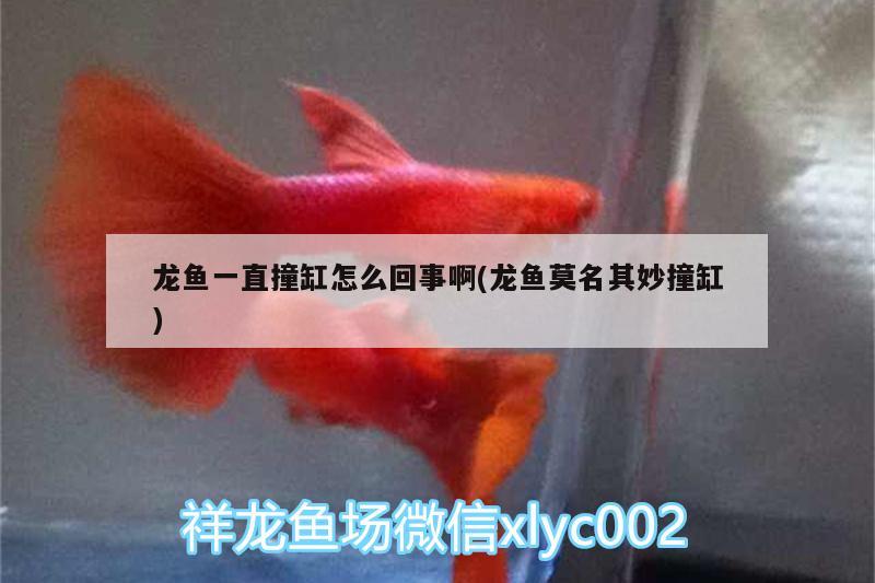 龍魚一直撞缸怎么回事啊(龍魚莫名其妙撞缸) 星點金龍魚