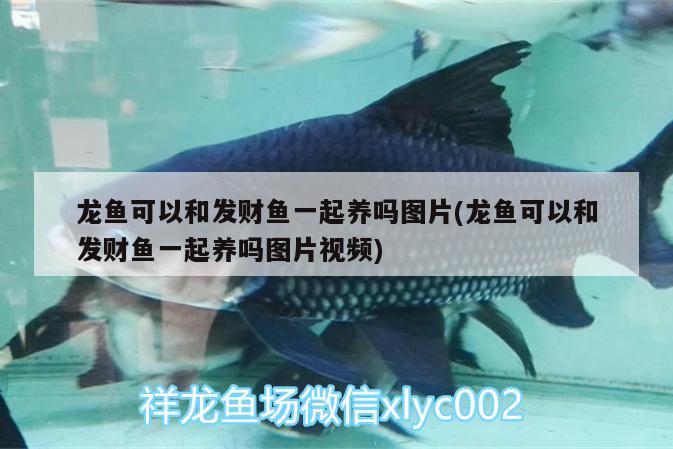 龍魚可以和發(fā)財(cái)魚一起養(yǎng)嗎圖片(龍魚可以和發(fā)財(cái)魚一起養(yǎng)嗎圖片視頻) 財(cái)神鸚鵡魚