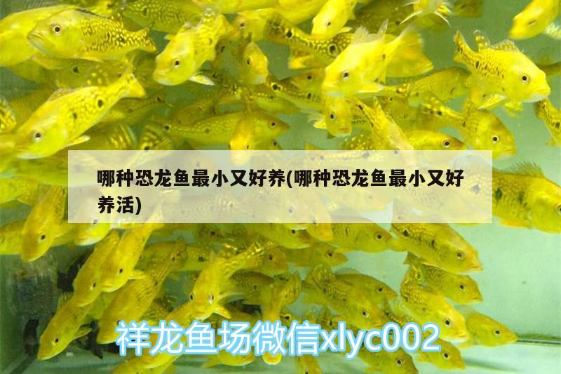 哪種恐龍魚(yú)最小又好養(yǎng)(哪種恐龍魚(yú)最小又好養(yǎng)活) 龍魚(yú)百科