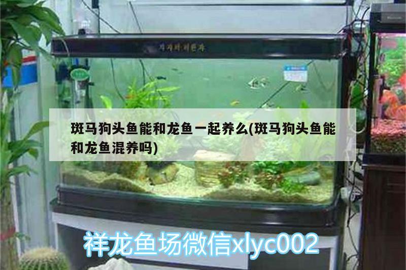 斑馬狗頭魚能和龍魚一起養(yǎng)么(斑馬狗頭魚能和龍魚混養(yǎng)嗎)