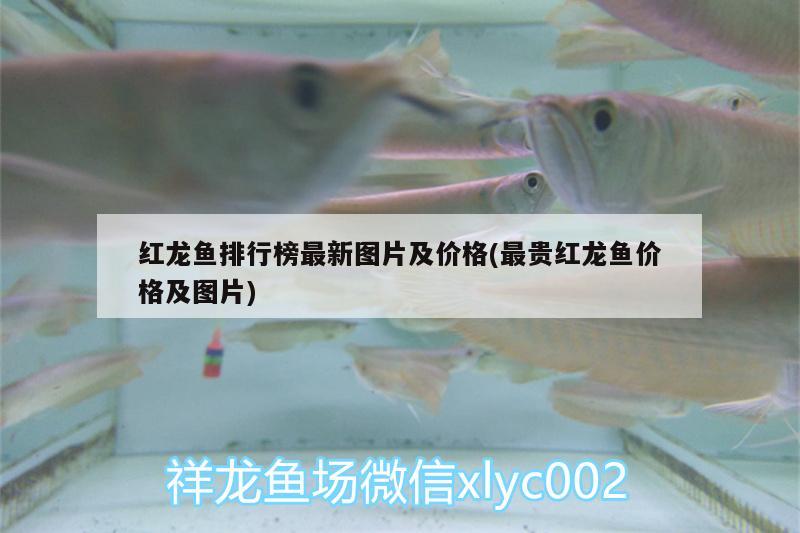 紅龍魚(yú)排行榜最新圖片及價(jià)格(最貴紅龍魚(yú)價(jià)格及圖片) 殺菌消毒設(shè)備