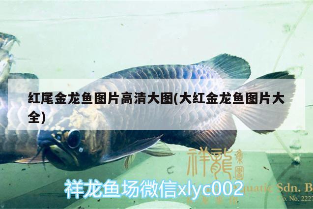 紅尾金龍魚圖片高清大圖(大紅金龍魚圖片大全) 翡翠鳳凰魚