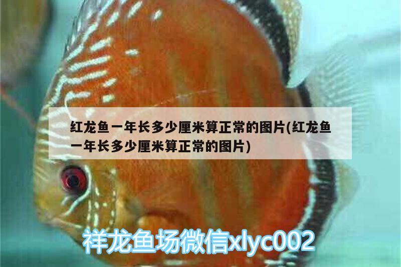 紅龍魚(yú)一年長(zhǎng)多少厘米算正常的圖片(紅龍魚(yú)一年長(zhǎng)多少厘米算正常的圖片) 馬拉莫寶石魚(yú)苗