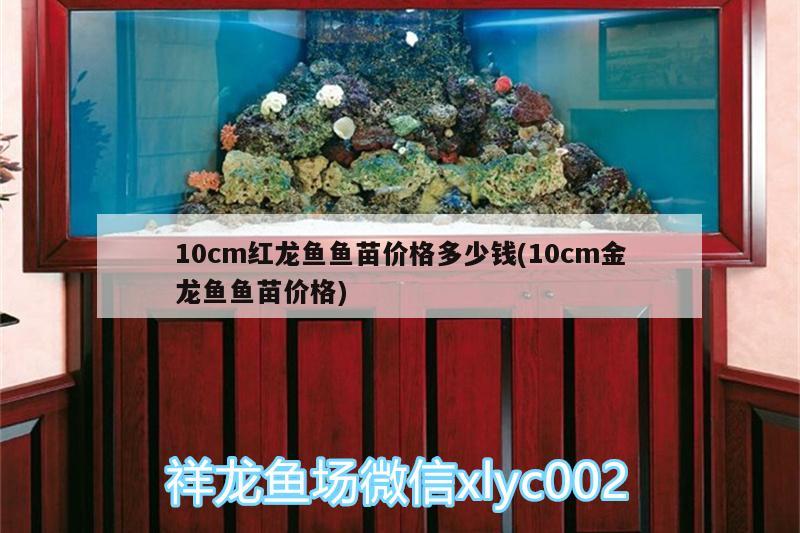 10cm紅龍魚魚苗價格多少錢(10cm金龍魚魚苗價格)