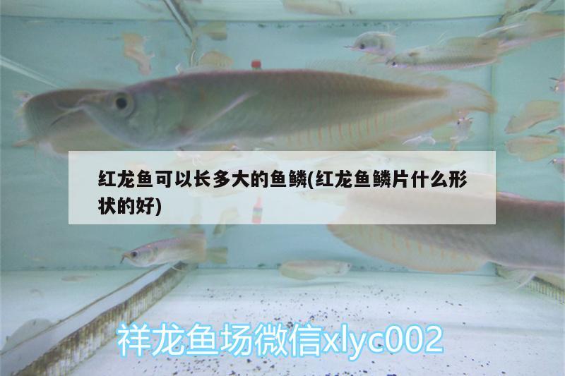 紅龍魚可以長多大的魚鱗(紅龍魚鱗片什么形狀的好) 黑桃A魚