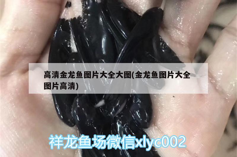 高清金龍魚圖片大全大圖(金龍魚圖片大全圖片高清) 赤荔鳳冠魚