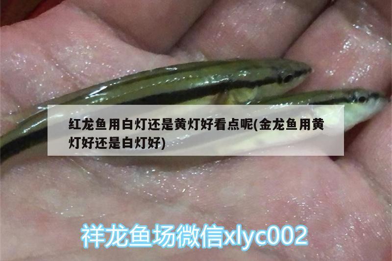 紅龍魚用白燈還是黃燈好看點呢(金龍魚用黃燈好還是白燈好)