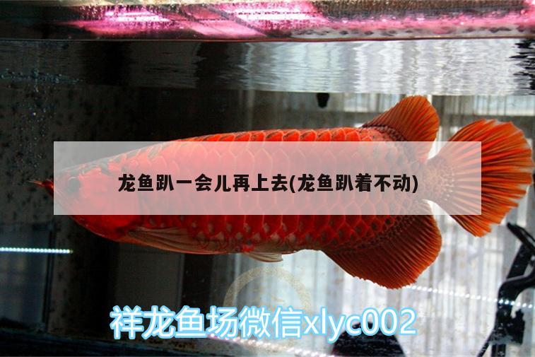 龍魚趴一會(huì)兒再上去(龍魚趴著不動(dòng))