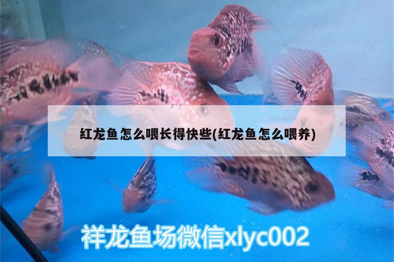 紅龍魚怎么喂長得快些(紅龍魚怎么喂養(yǎng))