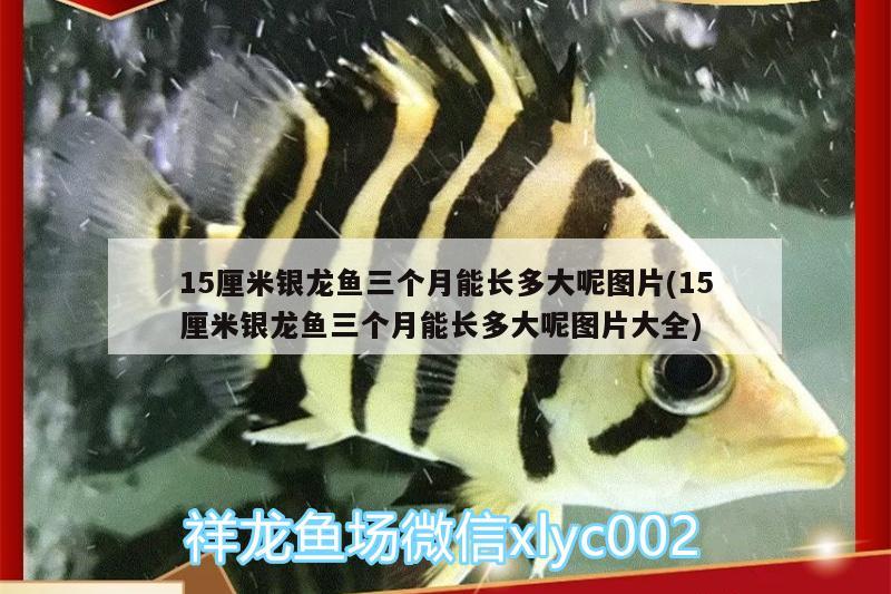 15厘米銀龍魚三個(gè)月能長多大呢圖片(15厘米銀龍魚三個(gè)月能長多大呢圖片大全)