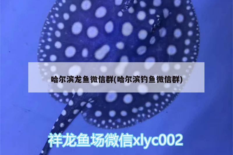 哈爾濱龍魚微信群(哈爾濱釣魚微信群) 垂釣樂園