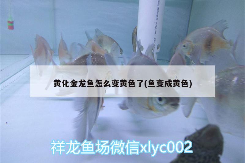 黃化金龍魚怎么變黃色了(魚變成黃色)