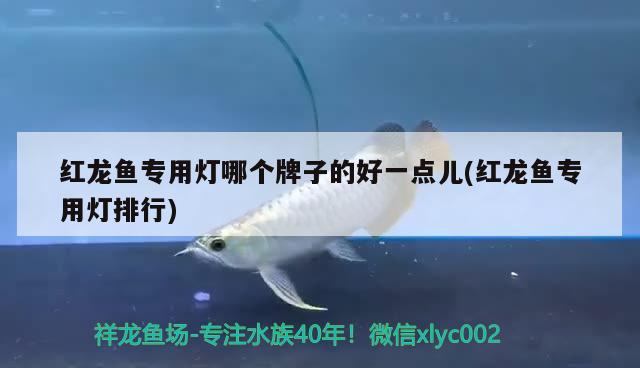 紅龍魚(yú)專用燈哪個(gè)牌子的好一點(diǎn)兒(紅龍魚(yú)專用燈排行) 魚(yú)缸等水族設(shè)備