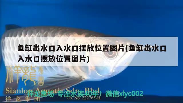 魚(yú)缸出水口入水口擺放位置圖片(魚(yú)缸出水口入水口擺放位置圖片) 夢(mèng)幻雷龍魚(yú)