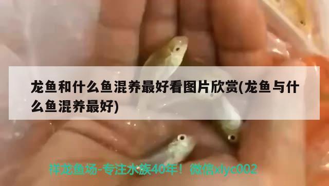 龍魚和什么魚混養(yǎng)最好看圖片欣賞(龍魚與什么魚混養(yǎng)最好)