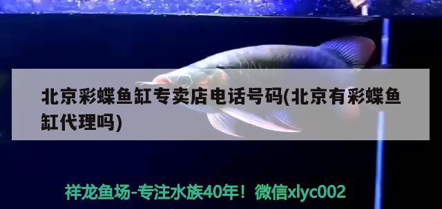 北京彩蝶魚缸專賣店電話號(hào)碼(北京有彩蝶魚缸代理嗎)