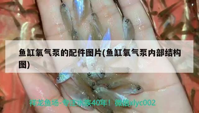 魚缸氧氣泵的配件圖片(魚缸氧氣泵內部結構圖) 祥龍魚場