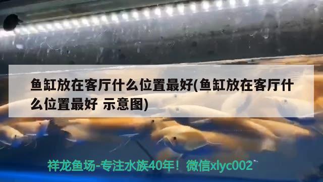 魚缸放在客廳什么位置最好(魚缸放在客廳什么位置最好示意圖)