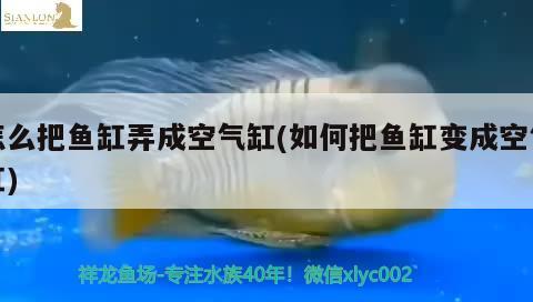 怎么把魚缸弄成空氣缸(如何把魚缸變成空氣缸)