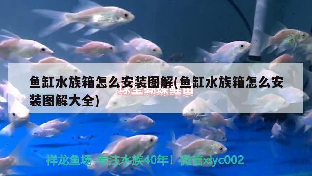 魚缸水族箱怎么安裝圖解(魚缸水族箱怎么安裝圖解大全) 魚缸/水族箱