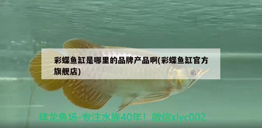 彩蝶魚缸是哪里的品牌產(chǎn)品啊(彩蝶魚缸官方旗艦店)