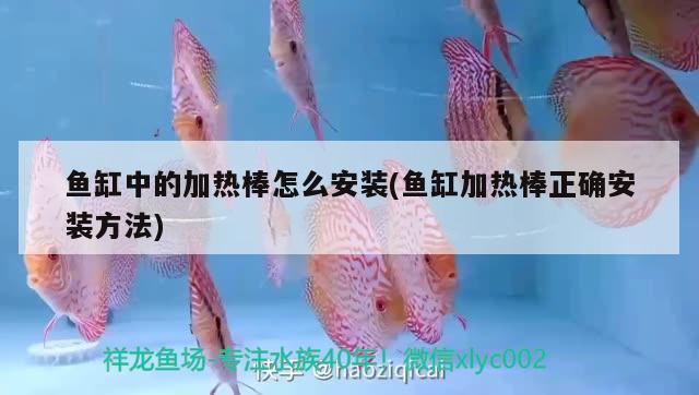 魚缸中的加熱棒怎么安裝(魚缸加熱棒正確安裝方法)