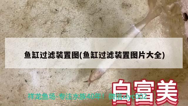 魚缸過濾裝置圖(魚缸過濾裝置圖片大全) 白條過背金龍魚