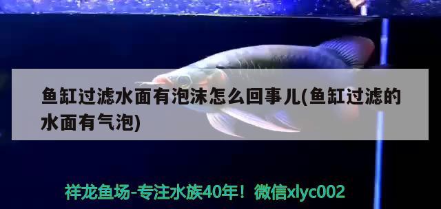 魚缸過濾水面有泡沫怎么回事兒(魚缸過濾的水面有氣泡) 金頭過背金龍魚