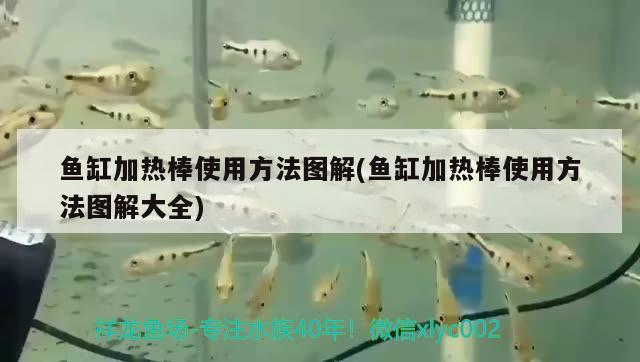 魚缸加熱棒使用方法圖解(魚缸加熱棒使用方法圖解大全)