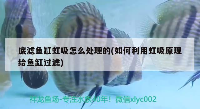 底濾魚缸虹吸怎么處理的(如何利用虹吸原理給魚缸過濾)