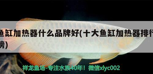 魚缸加熱器什么品牌好(十大魚缸加熱器排行榜) 過背金龍魚