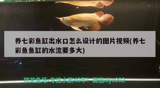 養(yǎng)七彩魚缸出水口怎么設(shè)計(jì)的圖片視頻(養(yǎng)七彩魚魚缸的水流要多大)