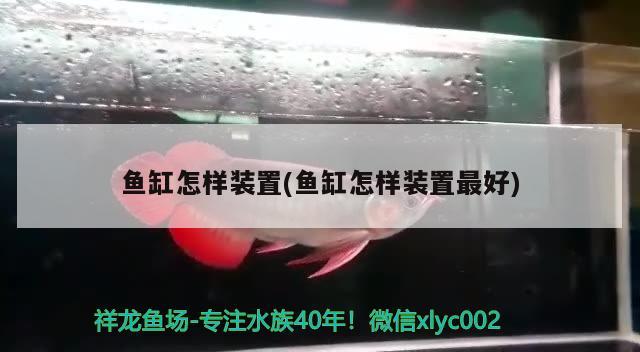 魚缸怎樣裝置(魚缸怎樣裝置最好) 高背金龍魚