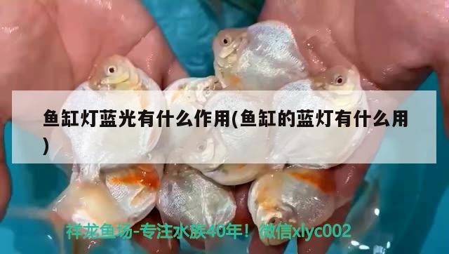 魚缸燈藍(lán)光有什么作用(魚缸的藍(lán)燈有什么用)