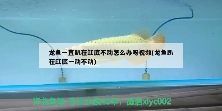 龍魚(yú)一直趴在缸底不動(dòng)怎么辦呀視頻(龍魚(yú)趴在缸底一動(dòng)不動(dòng))