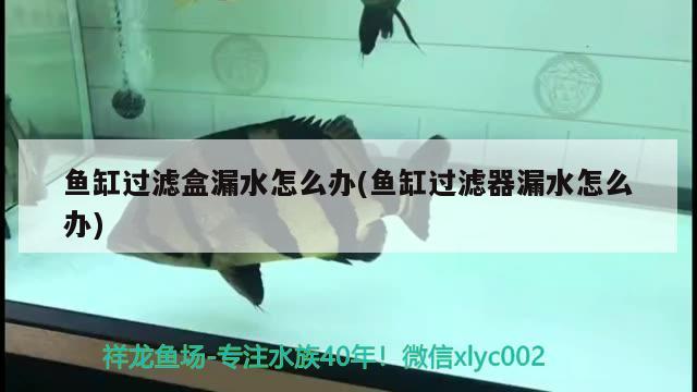 魚缸過濾盒漏水怎么辦(魚缸過濾器漏水怎么辦) 其它水族用具設備