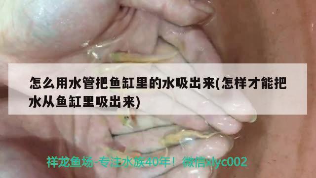 怎么用水管把魚(yú)缸里的水吸出來(lái)(怎樣才能把水從魚(yú)缸里吸出來(lái)) 黃金斑馬魚(yú)