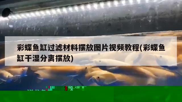 彩蝶魚缸過濾材料擺放圖片視頻教程(彩蝶魚缸干濕分離擺放) 皇冠黑白魟魚