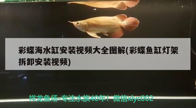 彩蝶海水缸安裝視頻大全圖解(彩蝶魚缸燈架拆卸安裝視頻)