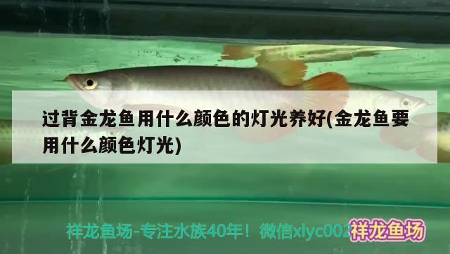 過背金龍魚用什么顏色的燈光養(yǎng)好(金龍魚要用什么顏色燈光) 過背金龍魚