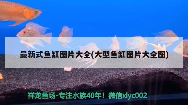 最新式魚缸圖片大全(大型魚缸圖片大全圖)