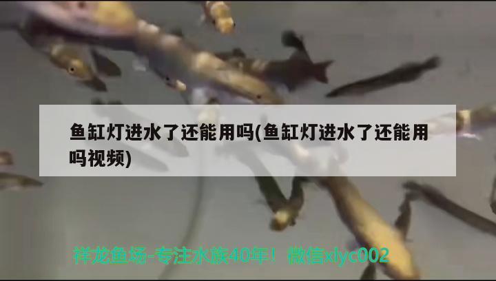 魚缸燈進水了還能用嗎(魚缸燈進水了還能用嗎視頻) 白子金龍魚