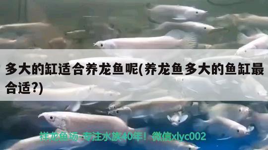 多大的缸適合養(yǎng)龍魚呢(養(yǎng)龍魚多大的魚缸最合適?)