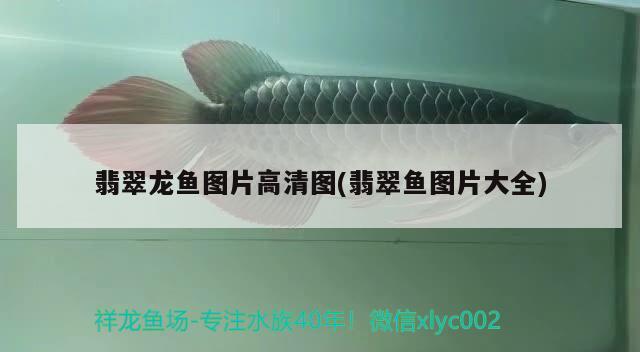 翡翠龍魚圖片高清圖(翡翠魚圖片大全)