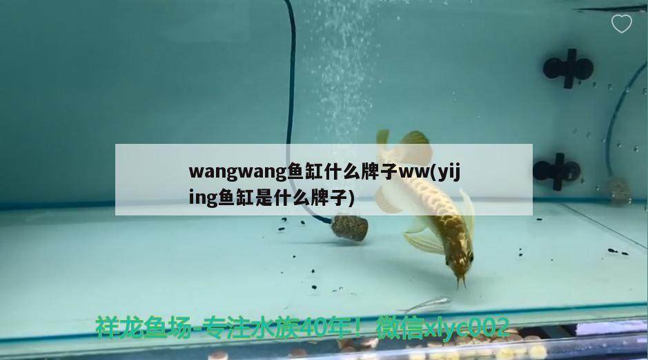 wangwang魚缸什么牌子ww(yijing魚缸是什么牌子) 廣州祥龍國際水族貿(mào)易