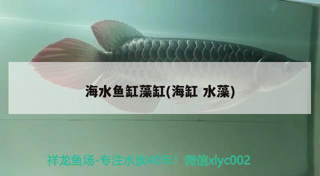 海水魚缸藻缸(海缸水藻) 海水魚 第3張